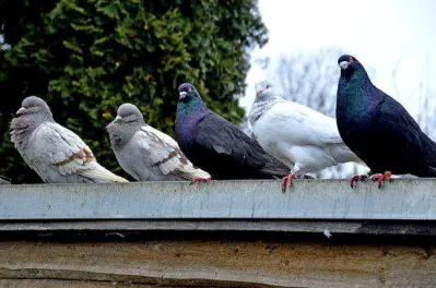 Brieftauben sitze auf dem Dach vom Nachbarn