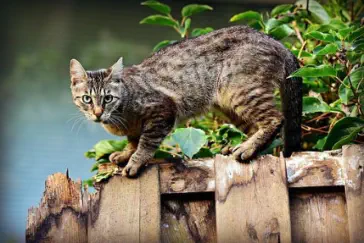 Katze auf einem Gartenzaun