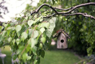 Baum beschädigt durch ein Vogelhaus