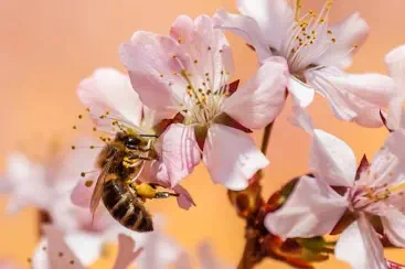 Bienen auf einem Bienenstock