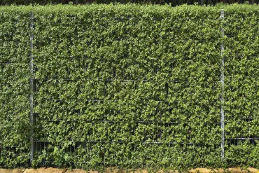 Einfriedung durch eine Hecke